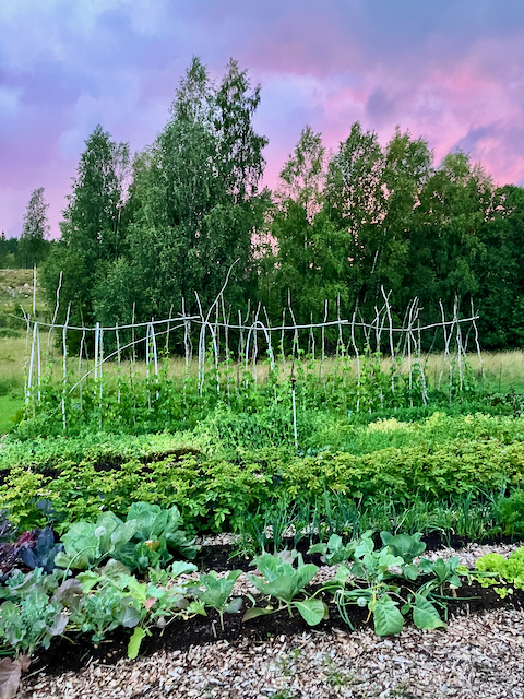 Bild på rundvisning på gården, med fokus på odling.