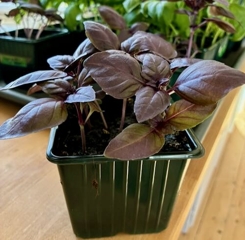 Lila basilika Deep Purple