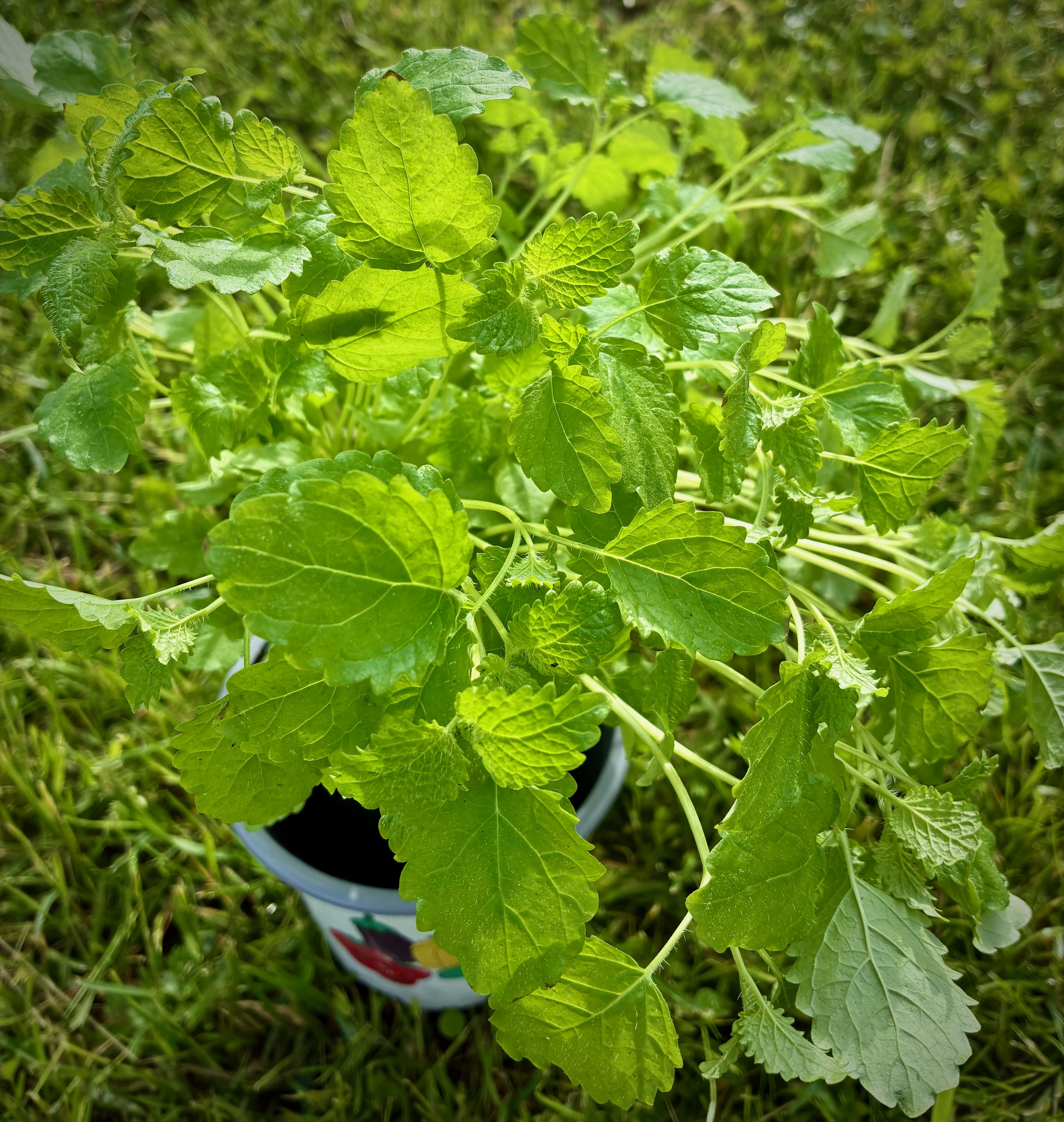Citronmeliss Hjärtansfröjd