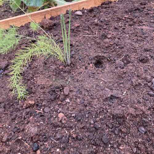 Närbild på mörk, mullrik jord, illustrerar no-dig metod.
