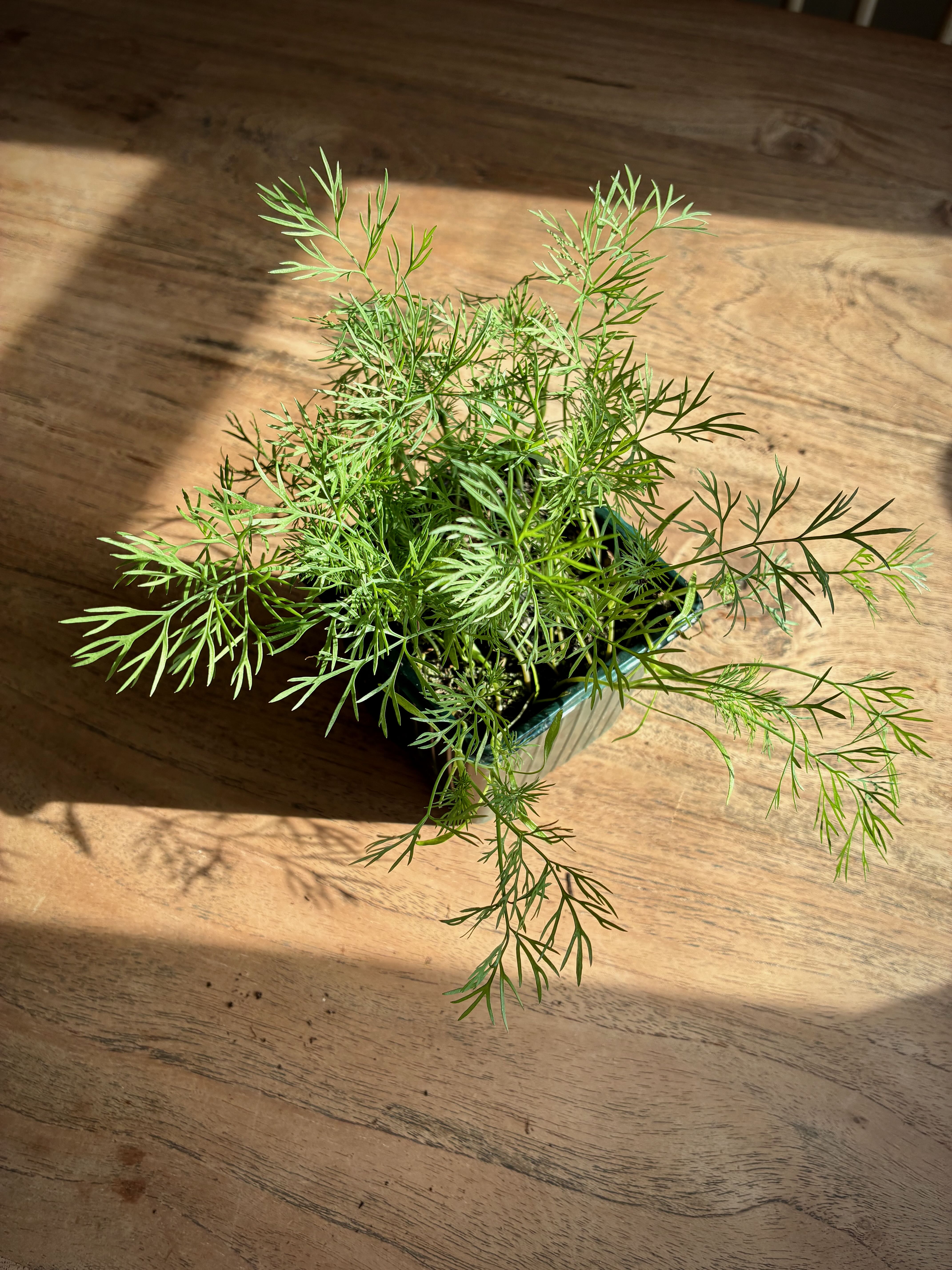 Dill Ella
