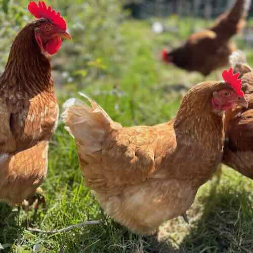 Frigående höns levererar 