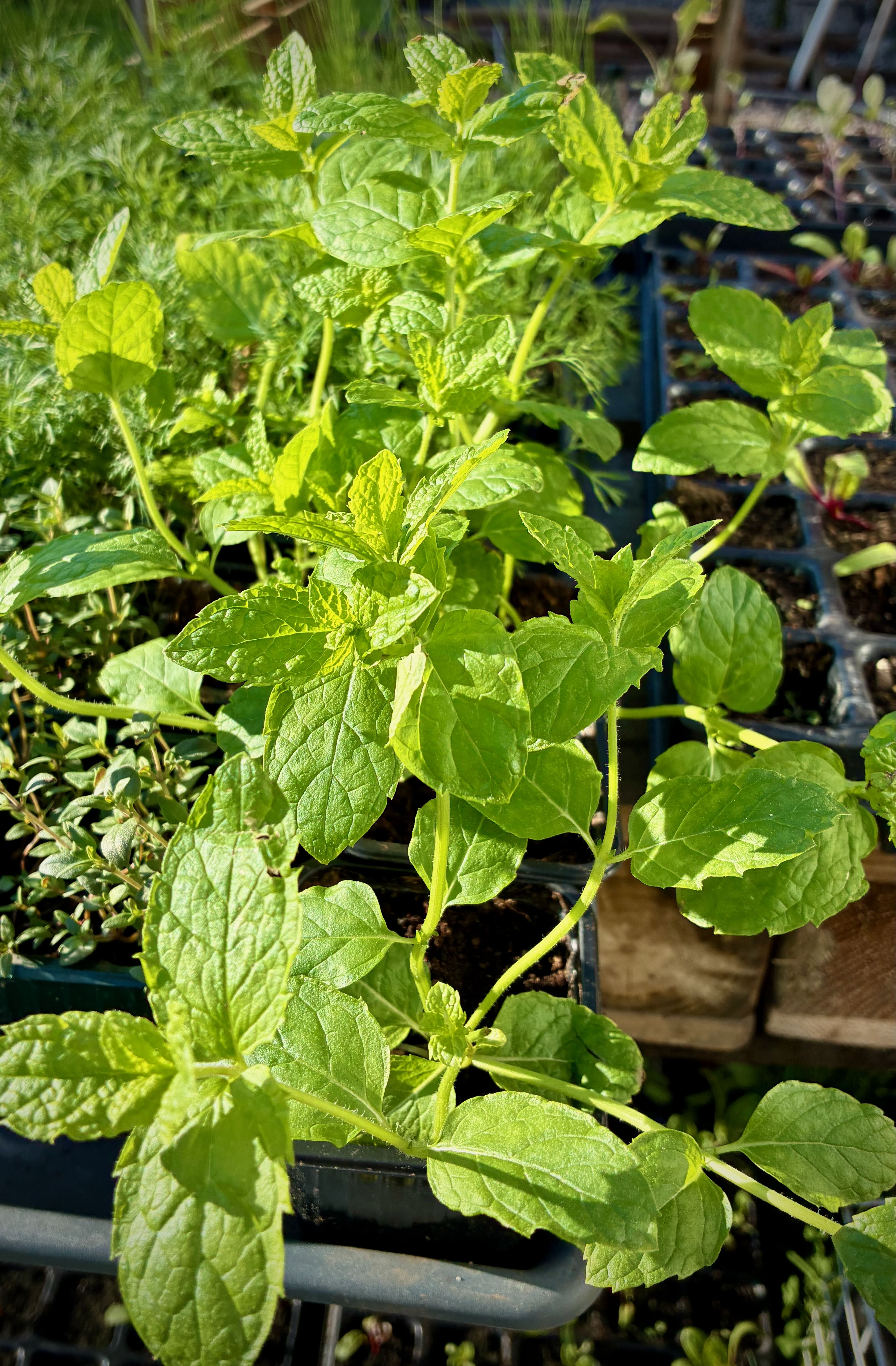 Pepparmynta