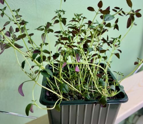 Timjan German Winter