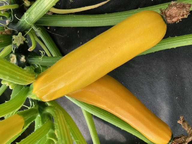 Gul Zucchini